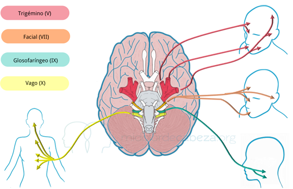 Cefaleas, neuralgias, migraña: pares craneales involucrados en los dolores de cabeza